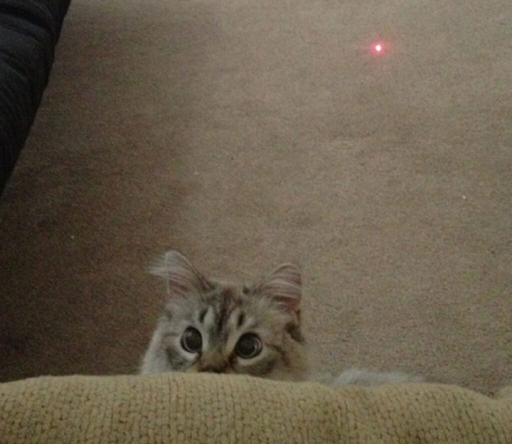 gatto laser rosso spalle