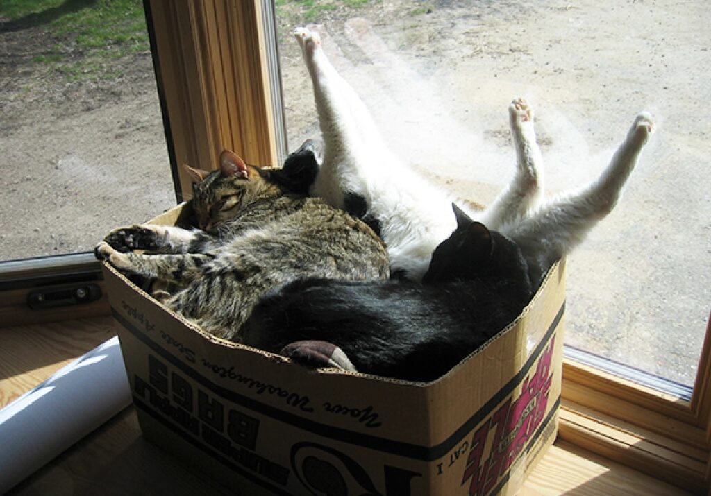 gatti dentro scatolone sotto sole 