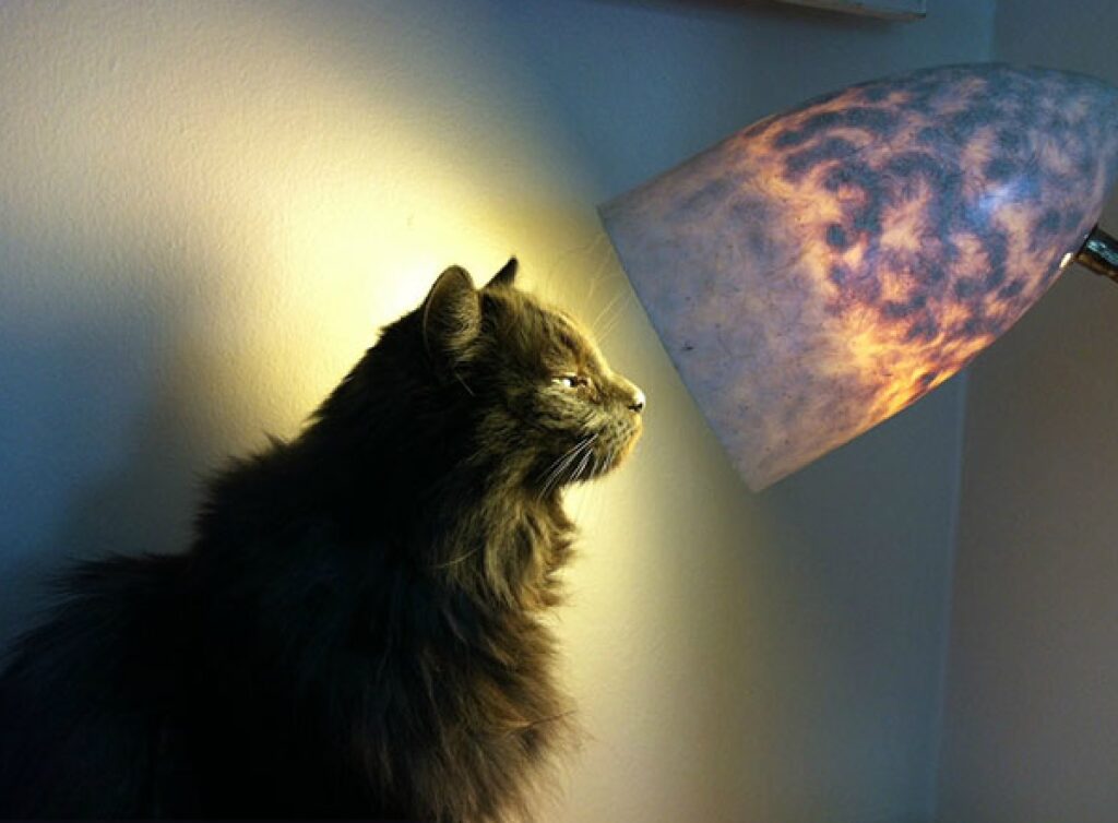 gatto di fronte lampada 