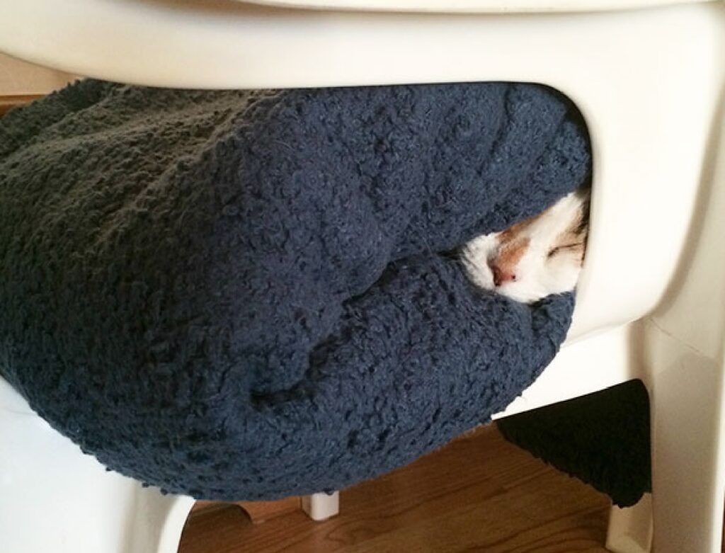 gatto sommerso dalla coperta 