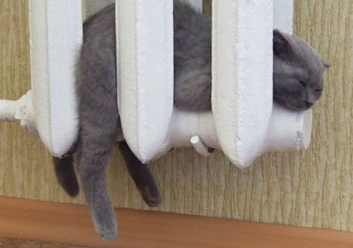 Кошка На Батарее Картинки
