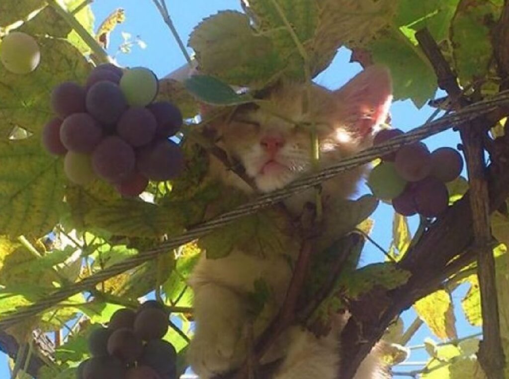 gatto uva sotto mento 