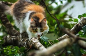 8 foto di gatti che potevano addormentarsi ovunque, invece hanno scelto un “comodissimo” albero
