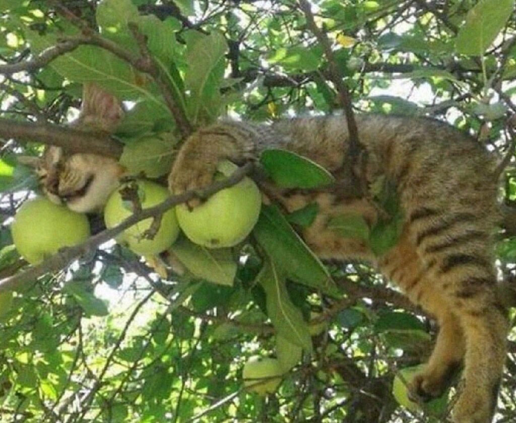 gatto protegge le mele 