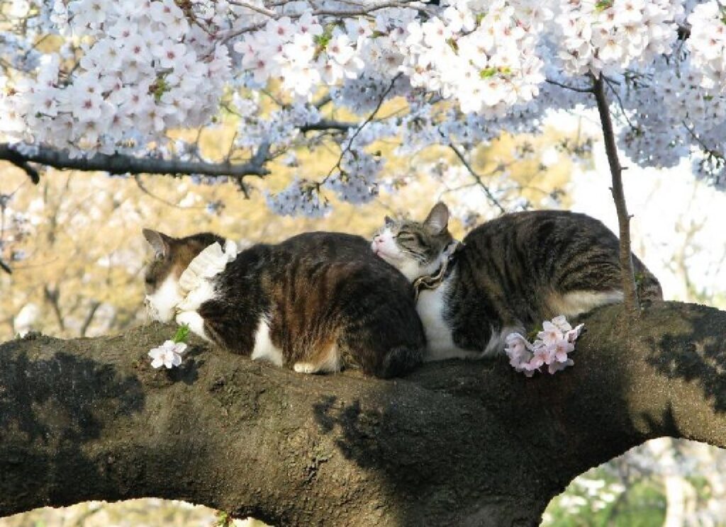 gatti rami ciliegio in fiore 