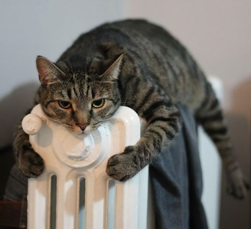 gatto sopra termosifone 