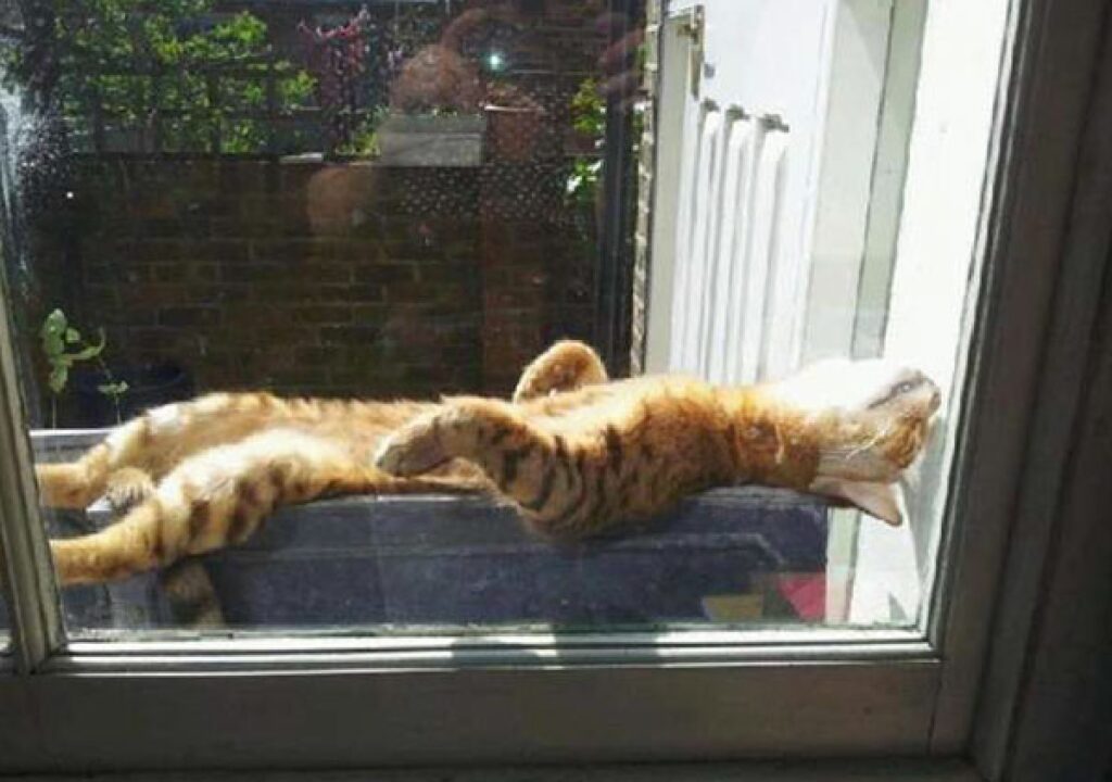 gatto prende raggi solari 