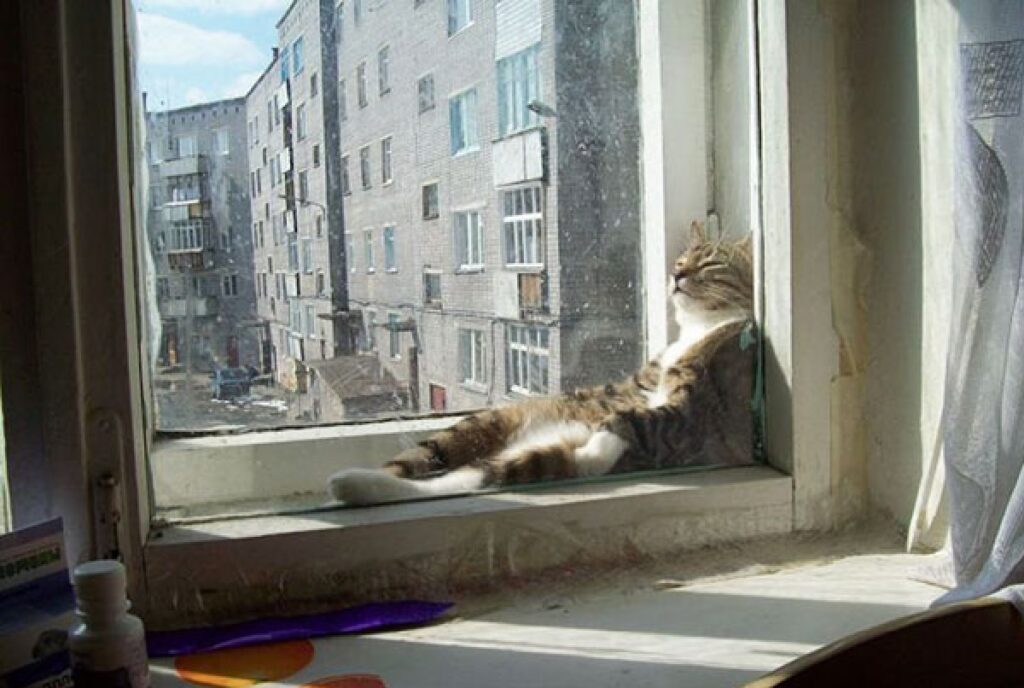 gatto vicino finestra 