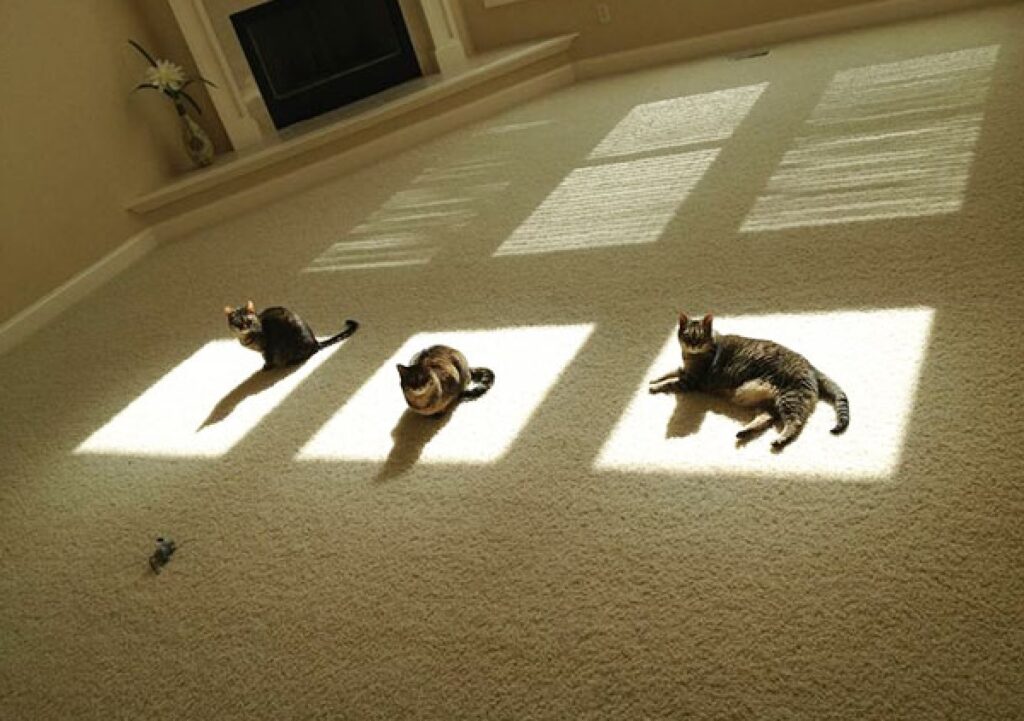 gatti in tre riquadri luminosi 