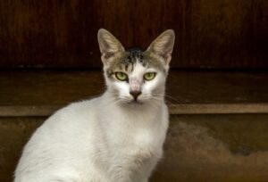 8 foto di gatti che sprigionano tutto il loro disappunto