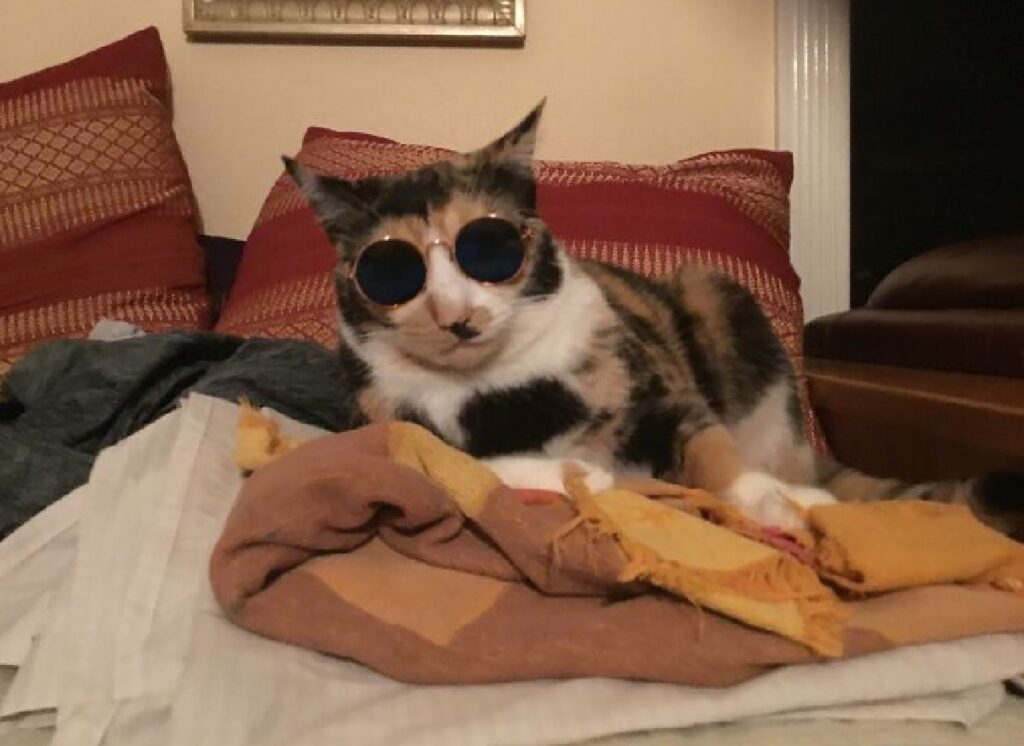 gatto con occhiali cattivo 