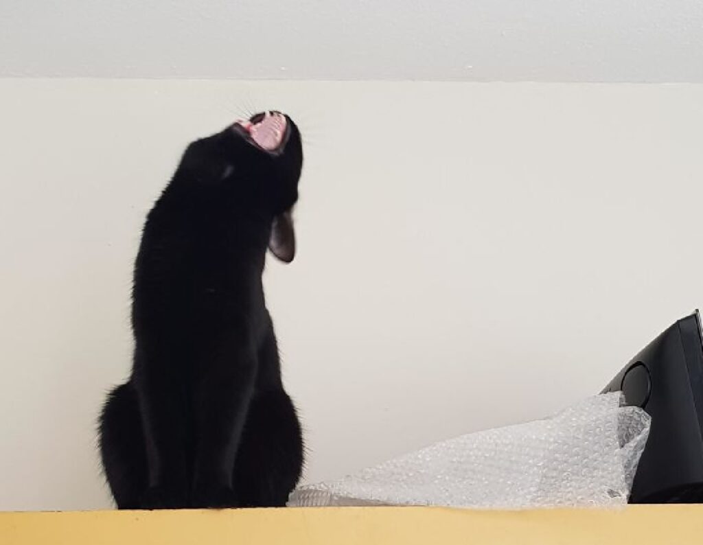 gatto nero apre bocca