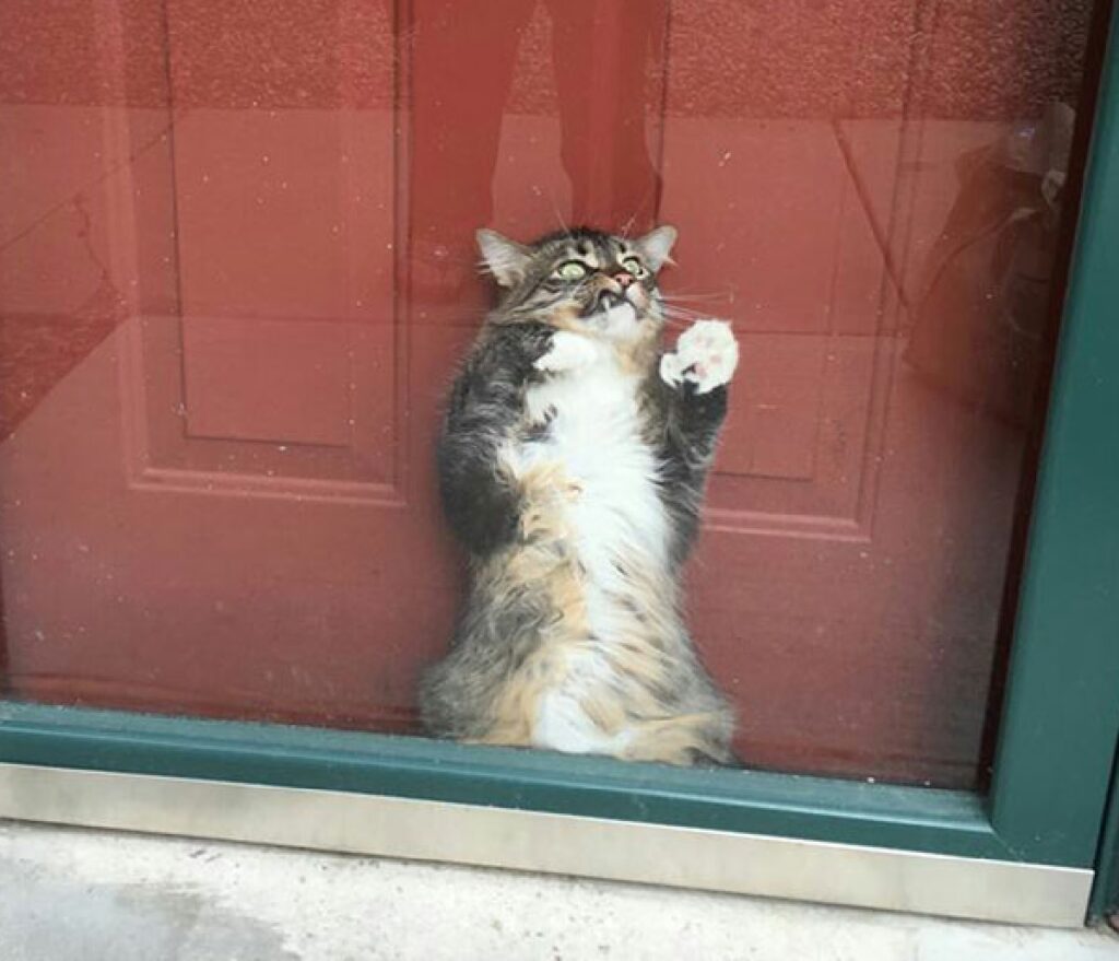 gatto schiacciato tra vetro e porta