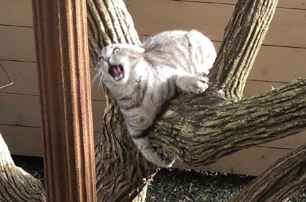 gatto sta per cadere da albero 