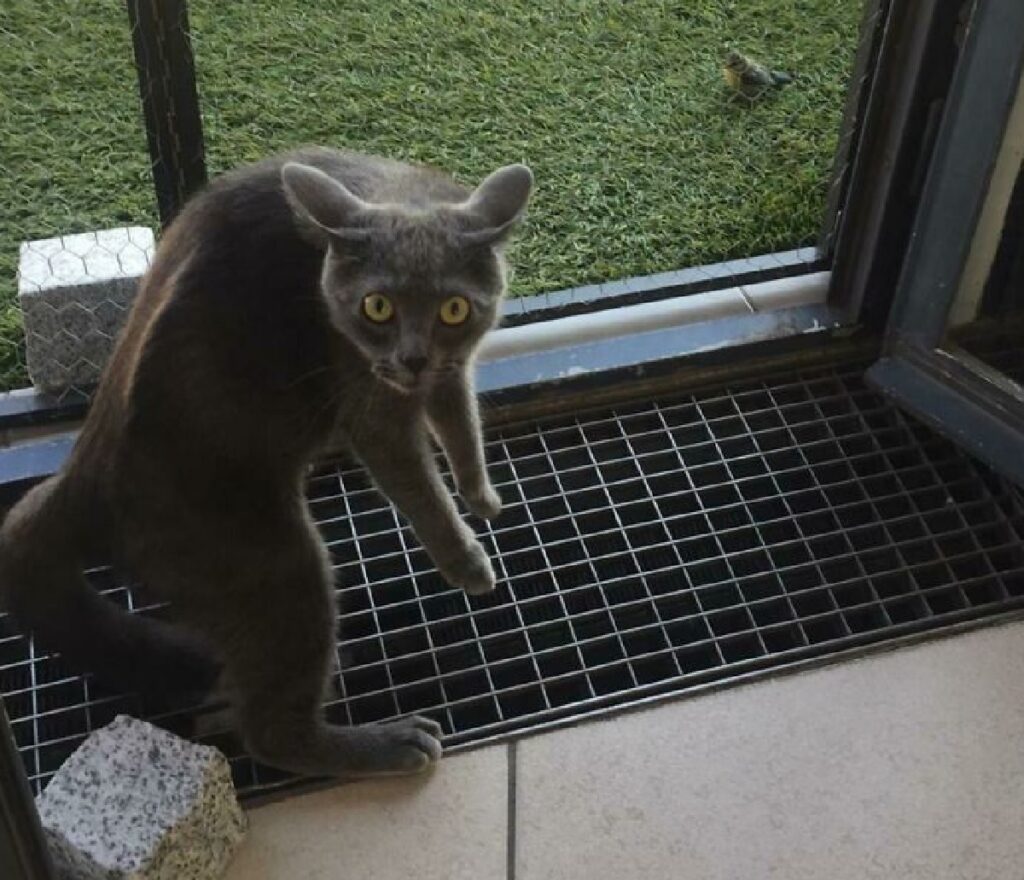 gatto salta in aria per uccello 