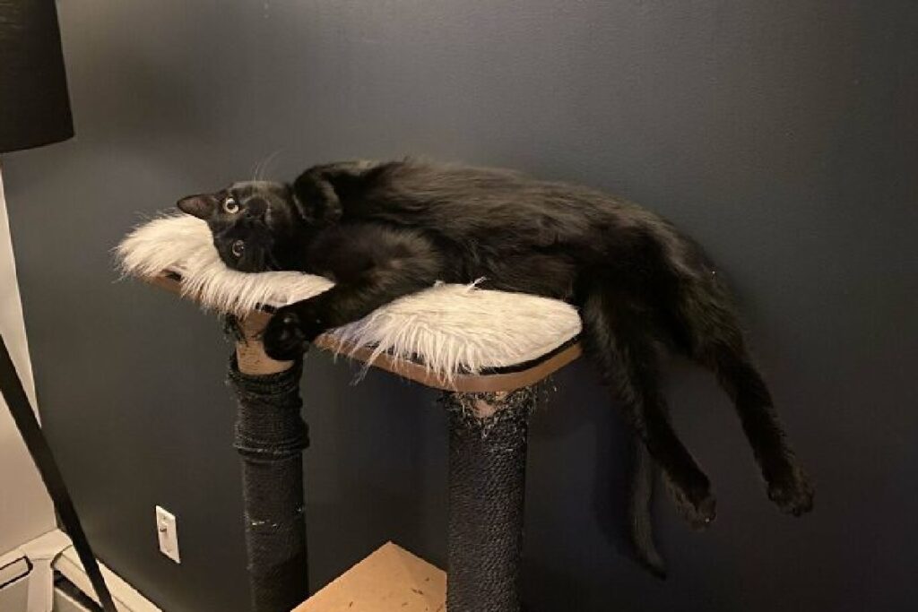 gatto nero disteso stanco 