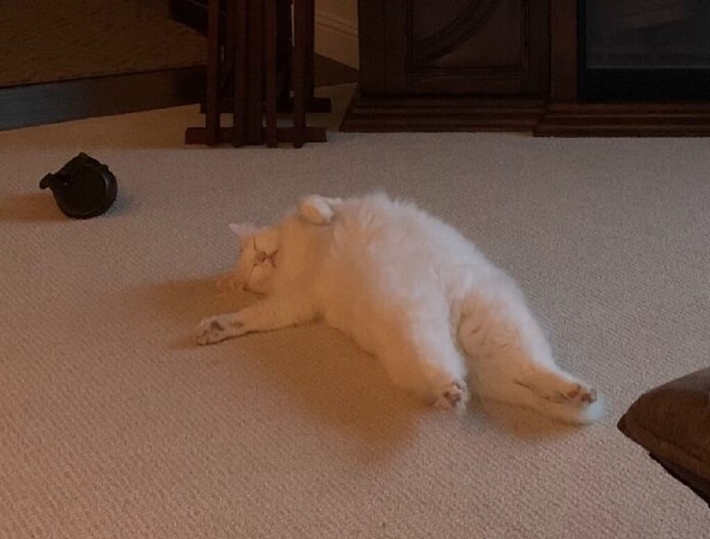 gatto bianco dorme 