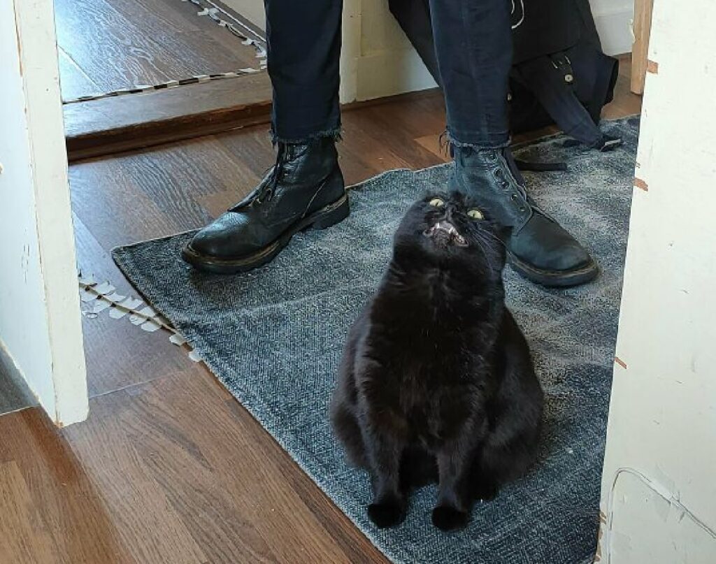 gatto nero si specchia 