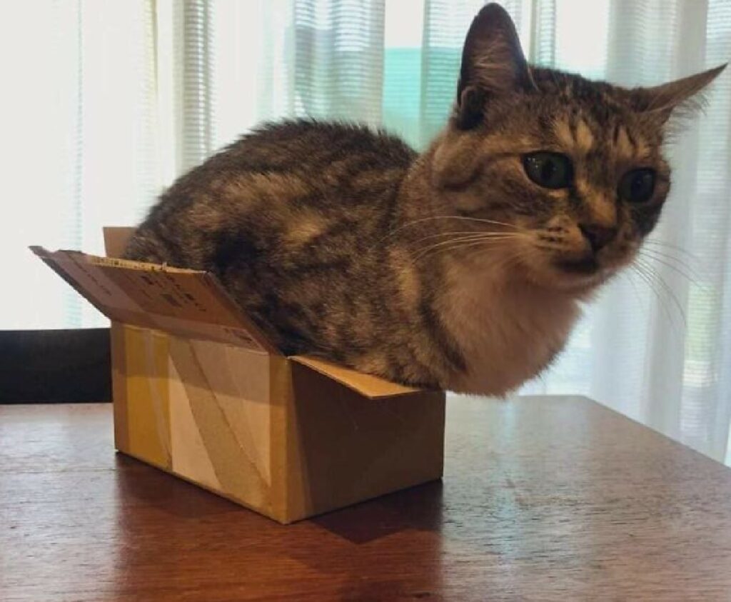 gatto esce da scatola 