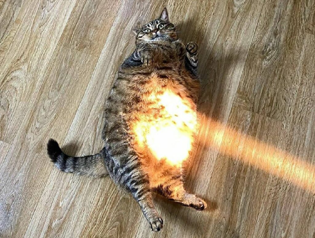 gatto pancia illuminata sole 