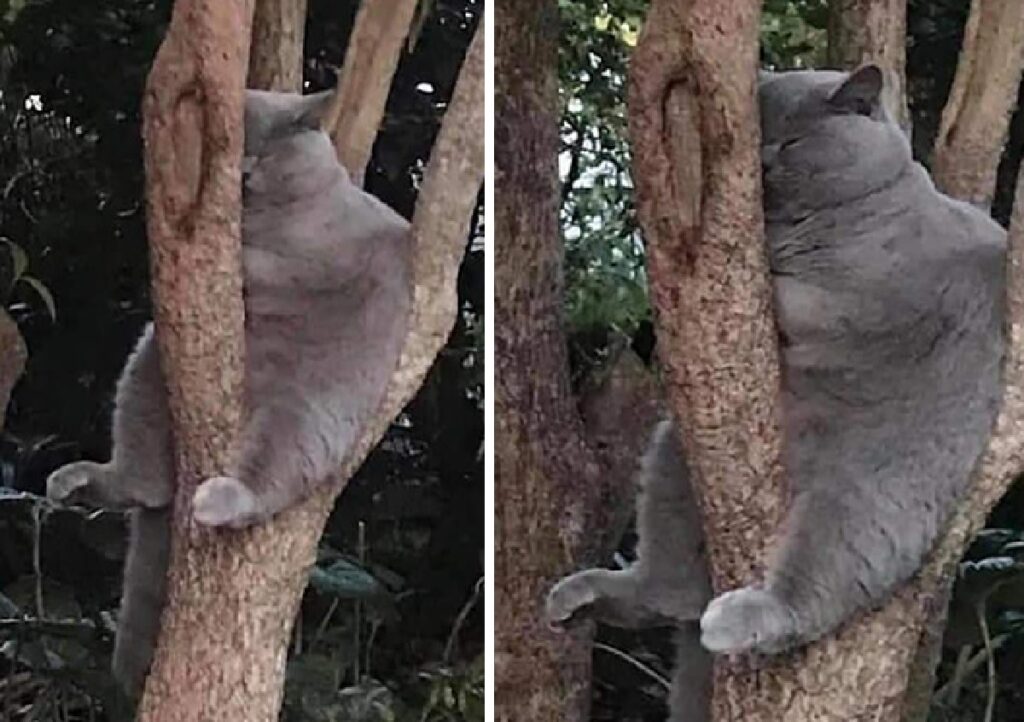 gatto addormentato su albero 
