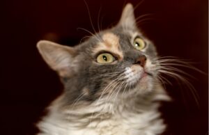 8 foto di gatti divenuti famosi sul web per le loro reazioni sconsiderate