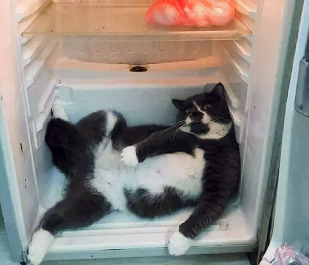gatto trovato dentro frigo 