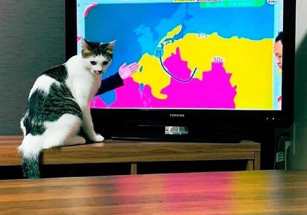 gatto di fronte schermo tv 