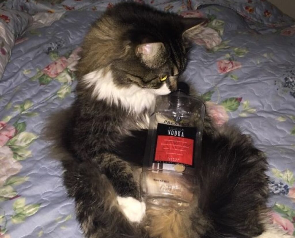 gatto con bottiglia vetro 