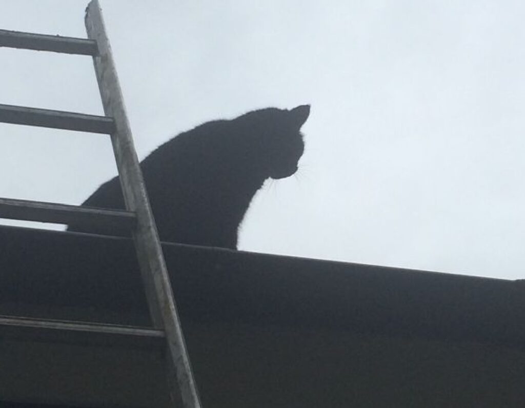 gatto sul tetto miagola 