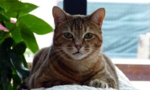 8 foto di gatti impavidi che, dopo numerosi tentativi, hanno davvero toccato il fondo