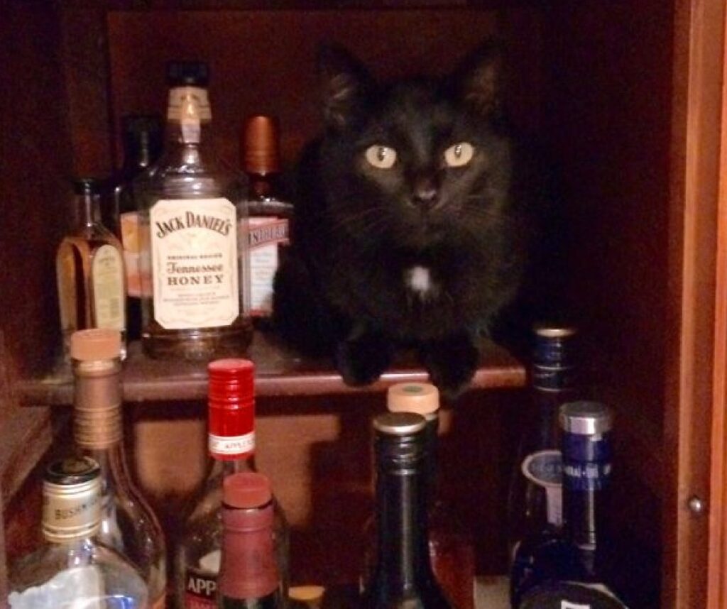 gatto circondato da bottiglie 