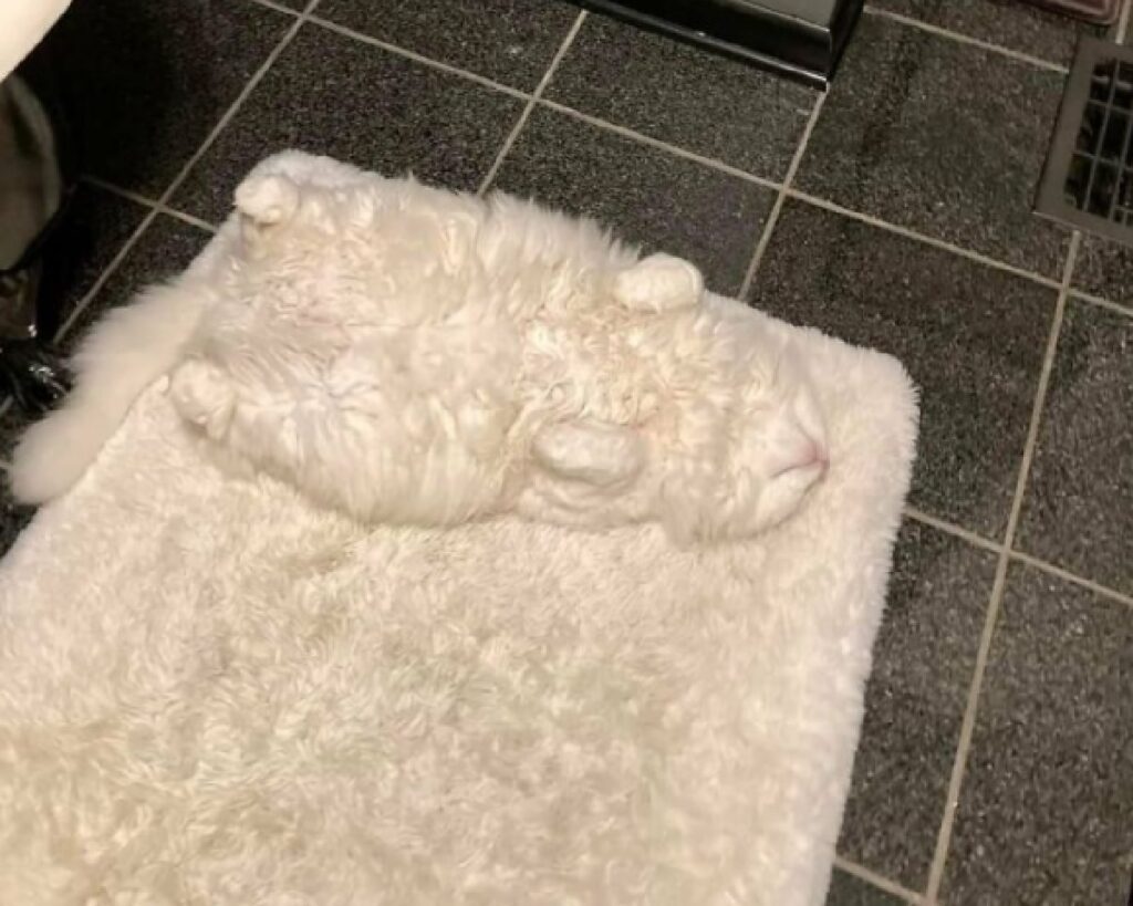 tappeto bianco gatto paffuto 