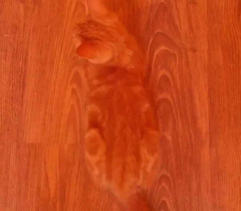 gatto rosso come pavimento 