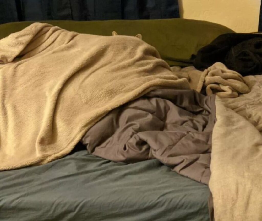 gatto nascosto dietro lenzuola 