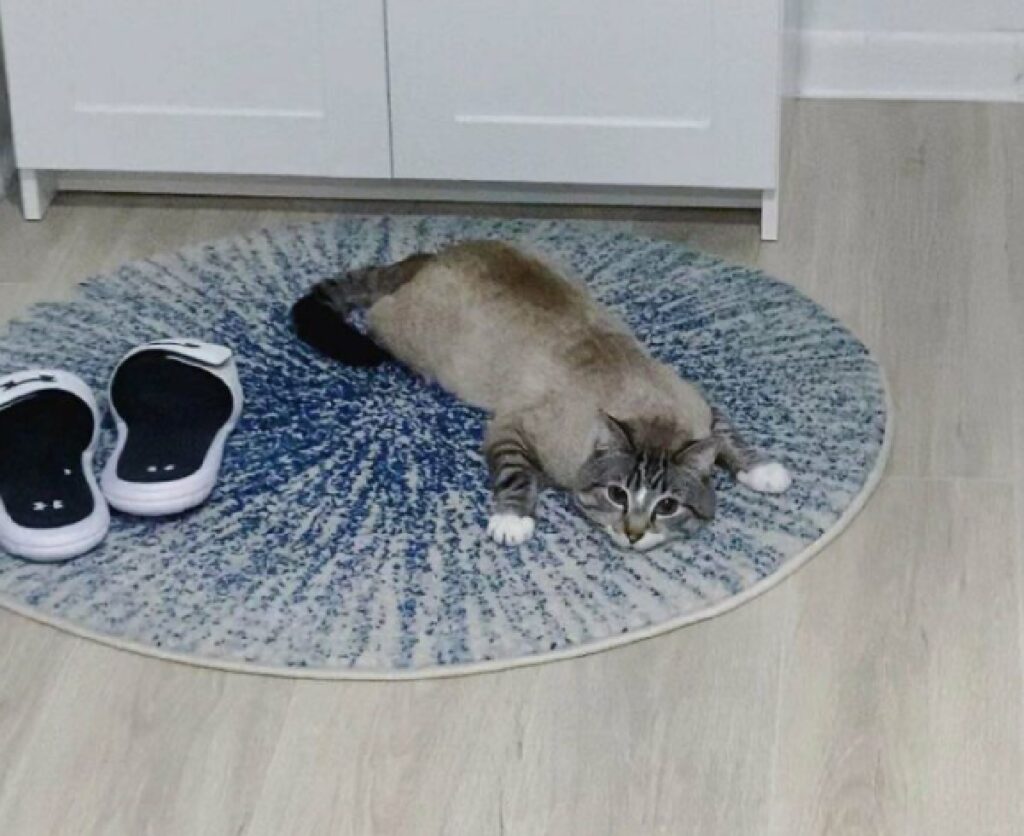 gatto siamese adora tappeto 