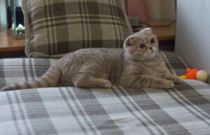 8 foto di gatti “rotti” che forse hanno bisogno della manutenzione