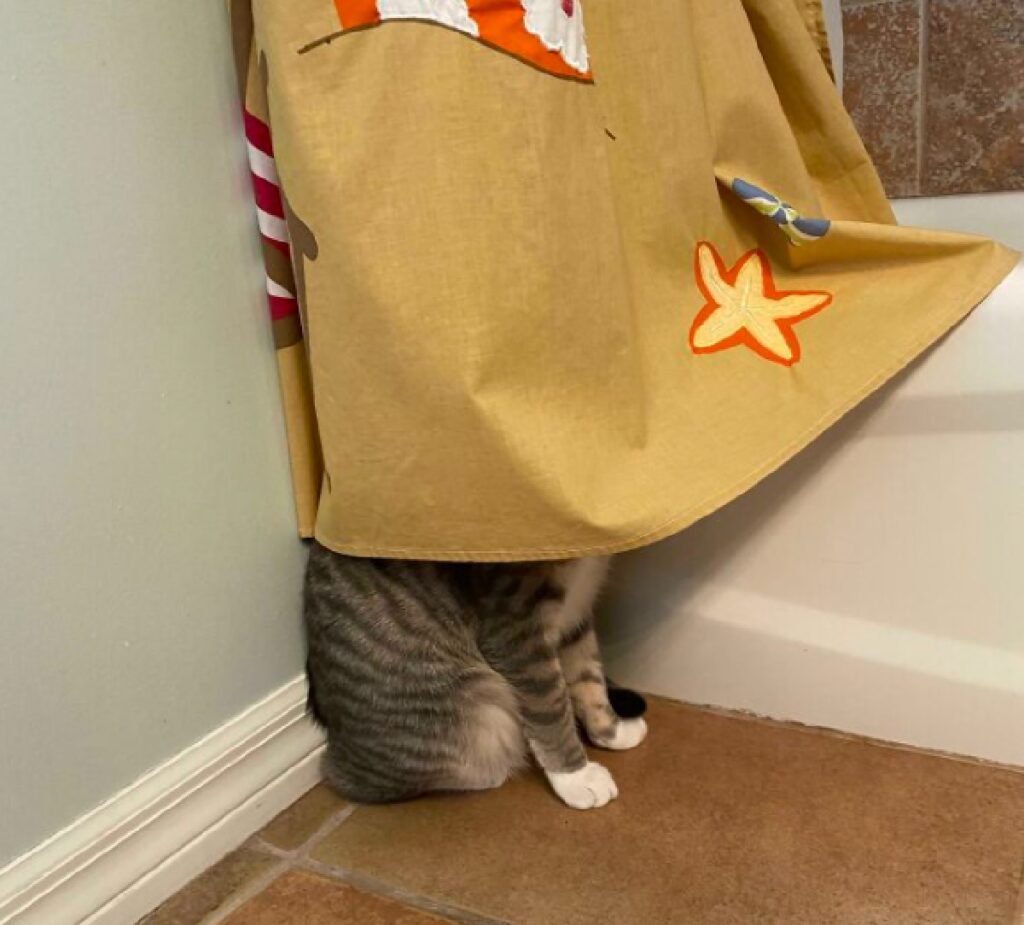 gatto dietro telone