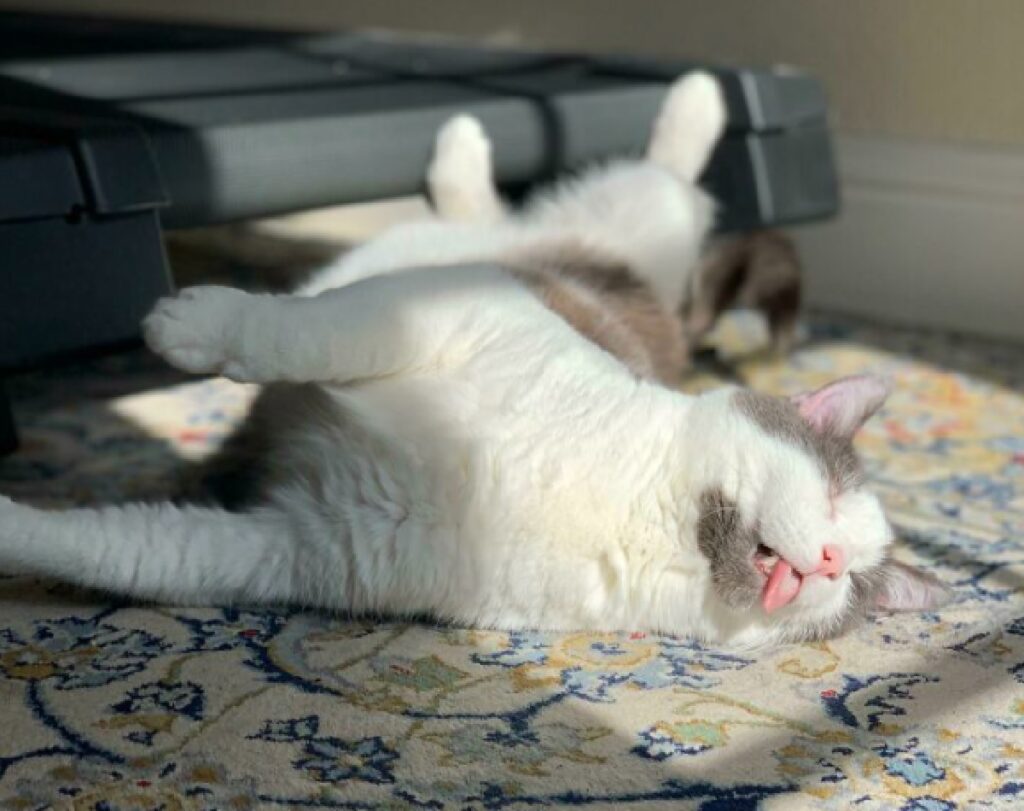 gatto assuefatto raggi sole
