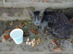 Alon, la gattina che è diventata irriconoscibile