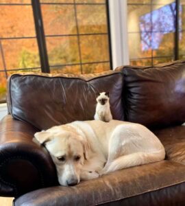 Betty, la gatta scontrosa che è rinata grazie a una cagnolona