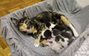 mamma gatta e piccoli