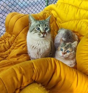 Clotilde e Isabel, le splendide gattine sono alla ricerca di un’adozione felice