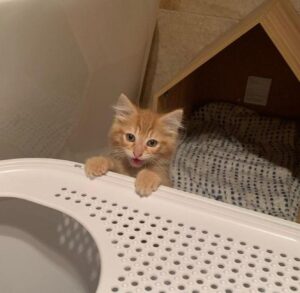 Dave, il gattino trovato dentro un’auto abbandonata