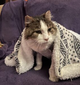 Ferdinand, il gatto randagio che non si fidava di nessuno, è diventato un coccolone grazie ad una donna