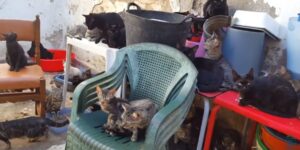 Salvano 101 gatti ammassati in una casa di 37 metri quadrati