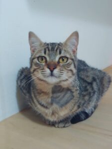 Grigiolina, la gattina buona con tutti è alla ricerca di un’adozione del cuore