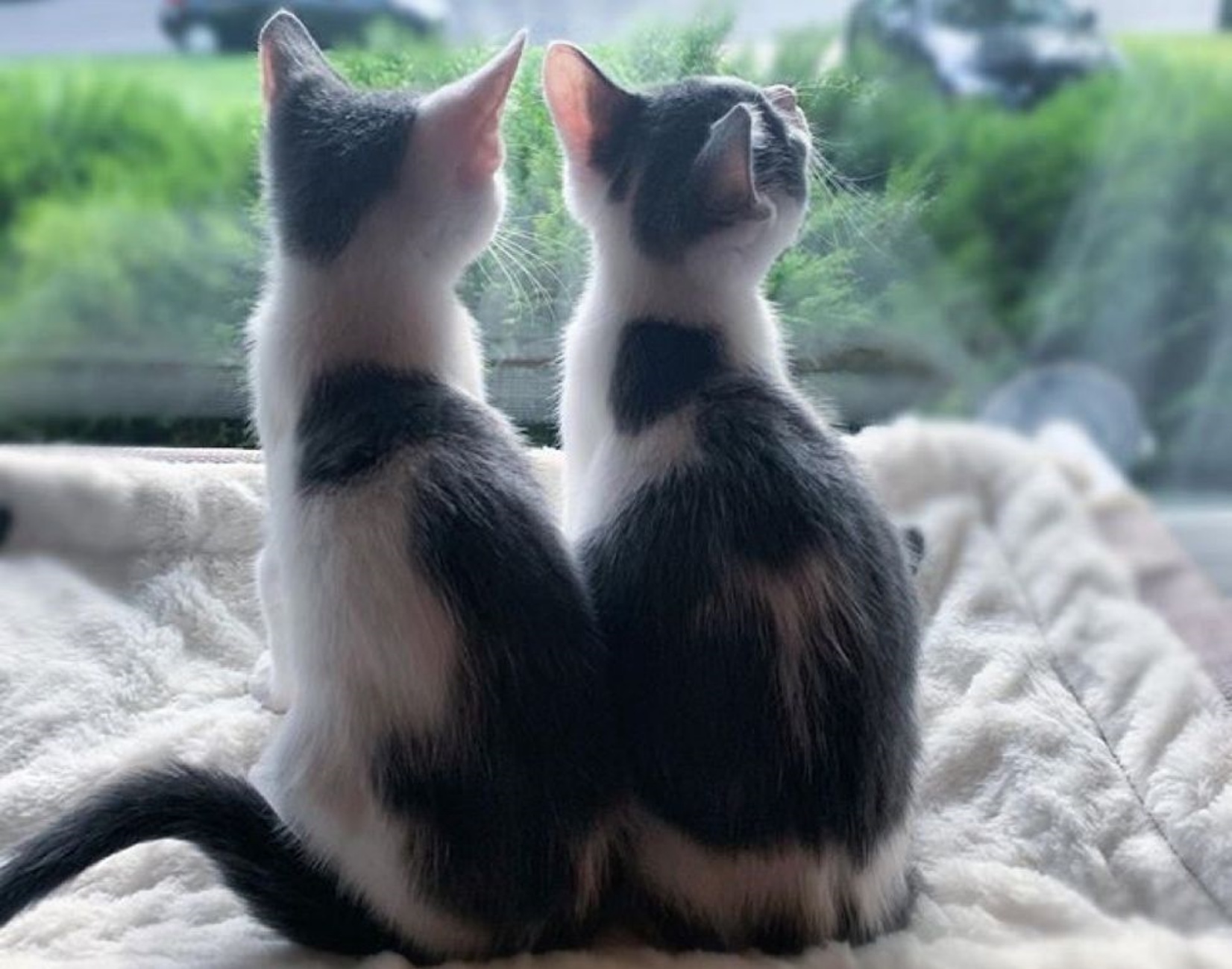 Сиамские близнецы кошки