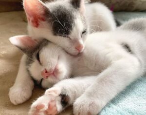 Jace e Jackie, i due gattini inseparabili