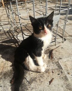 King, il gattino investito e ignorato, cerca casa
